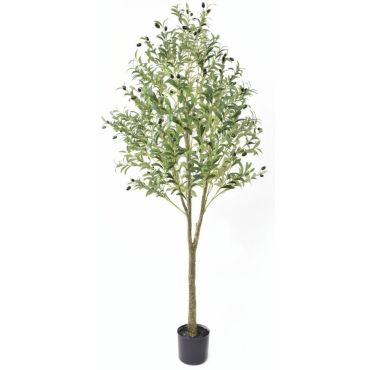 Decorative Elea plant in pot 180
