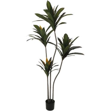 Decorative plant Edge Iron in pot