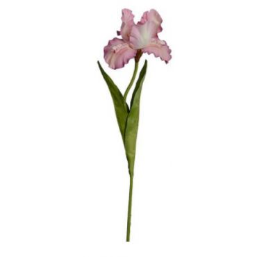 Λουλούδι Iris