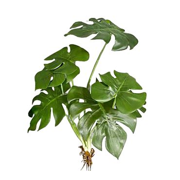 Decorative palm leaves Monstera