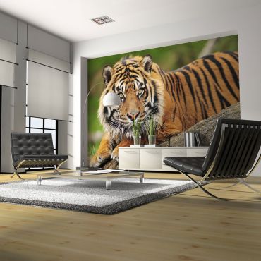 Wallpaper - Sumatran tiger