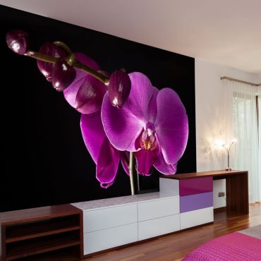 Wallpaper - elegant  orchis