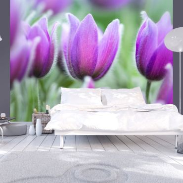 Wallpaper - Purple spring tulips