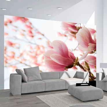 Wallpaper - Pink magnolia