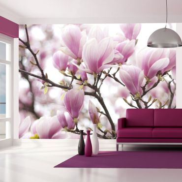 Wallpaper - Magnolia bloosom