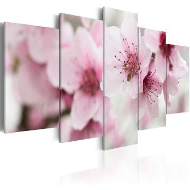 Canvas Print - Cherry- gentleness and beauty