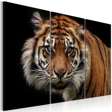 Canvas Print - A wild tiger