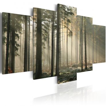 Canvas Print - Light in a dark forest