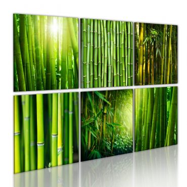 Canvas Print - Bamboo has many faces