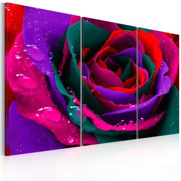 Canvas Print - Rainbow-hued rose