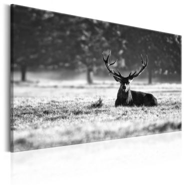 Canvas Print - Lying Deer