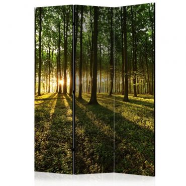 Room Divider - Morning in the Forest [Room Dividers] 135x172