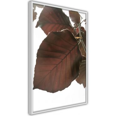 Αφίσα - Burgundy Tilia Leaf