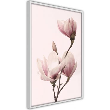 Αφίσα - Blooming Magnolias III