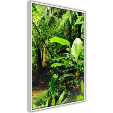 Αφίσα - In the Rainforest
