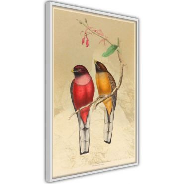 Αφίσα - Ornithologist's Drawings