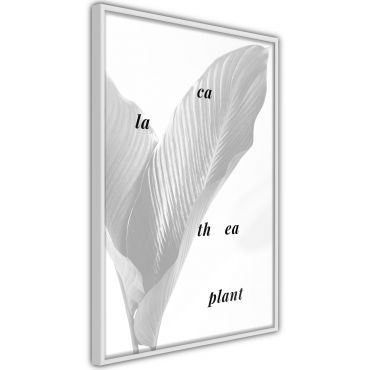 Αφίσα - Calathea Leaves