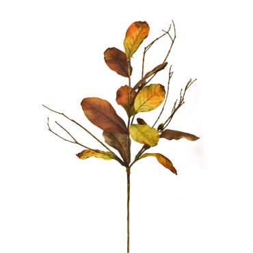 Φύλλα Μανόλιας Magnoliese